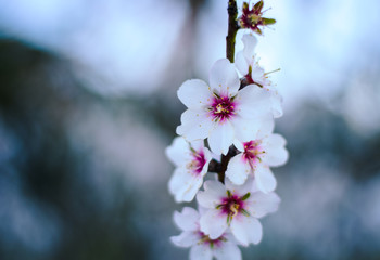Beautiful brunch of almond tree flowers in nature