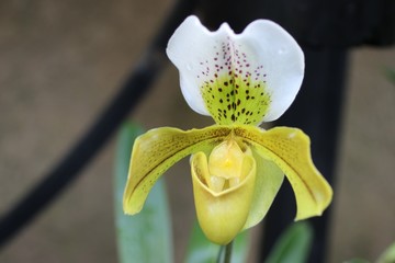 Obraz premium red, green, and white slipper orchids