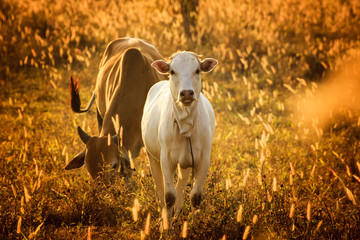 Naklejka premium Calf in orange meadow,Tongue.the cow has happy.