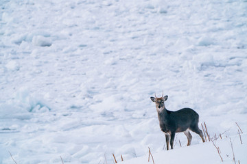 冬のエゾシカ