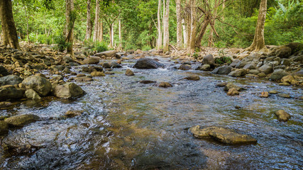 Streams in the forest