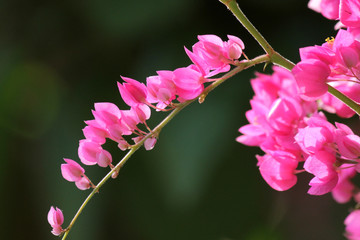 beautiful pink mexican creeper flower