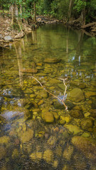 Streams in the forest