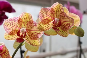 pink and yellow orchids