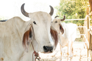 Portrait of white cow in a cowshed