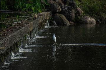 Small irrigation dam with water flowing