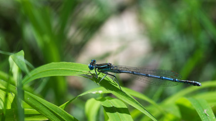 Libelle sitzt auf Grashalm