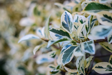 Green and yellow plant in nature