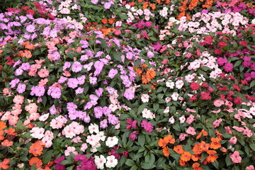 Fototapeta premium flowers background