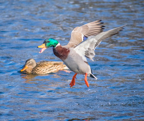 Male Mallard Landing On Water Quacking