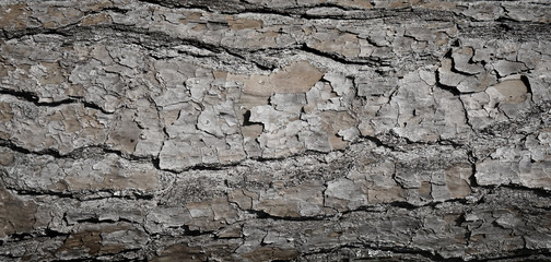 Pine tree bark with rough cracked dry surface. Neutral gray and brown textured background with cracks and lines.