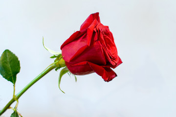 One beautiful curving red rose on white