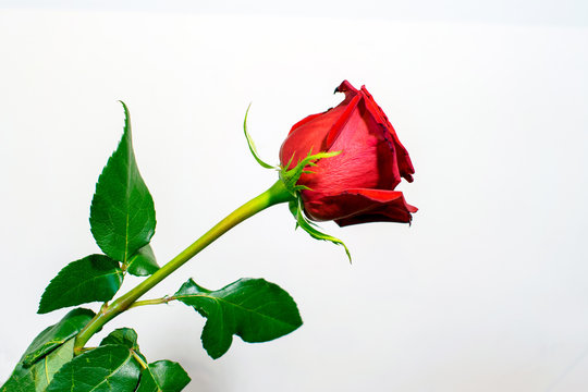 A long stem red rose with leaves