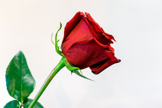 One long stem red rose against white background