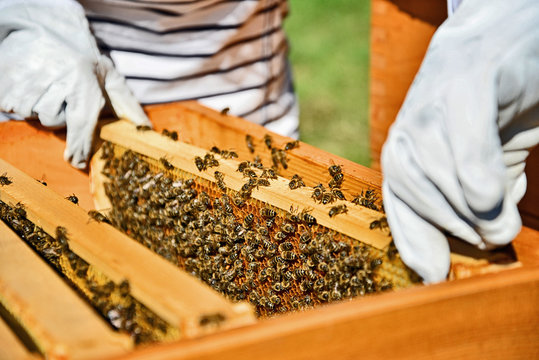 Portrait of beekeeper working with honey cells.