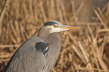 great blue heron (Ardea herodias) standing