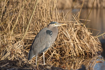 great blue heron (Ardea herodias) standing