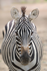 zebra,