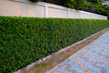 Leaves curtain, tree wall front the concrete wall