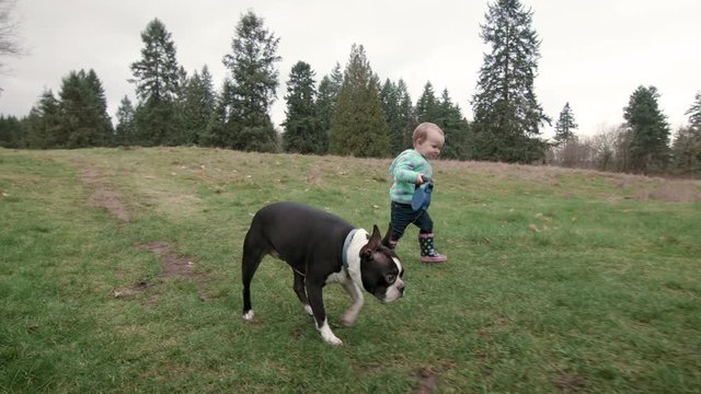 Baby Toddler Taking Family Pet Dog for Walk on Leash