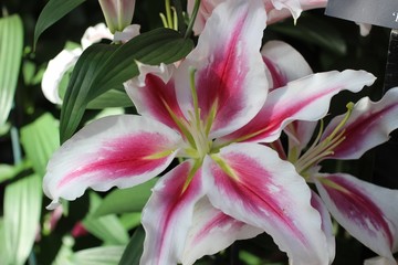 pink and white spring lilies