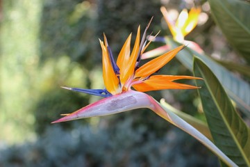 Fototapeta na wymiar bird of paradise blooms