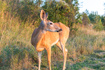 Warm deer