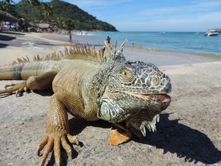 Iguana close up