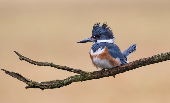 Belted Kingfisher - George Photography