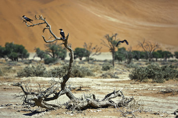 Africa,Sossusvlei, dead tree with crows