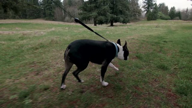 Handheld POV Shot of Boston Terrier Dog Walk in Park