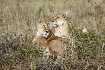 lioness Kenya