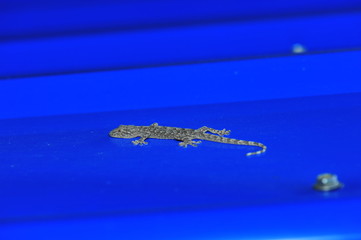gecko