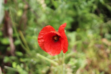 Coquelicot