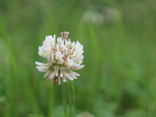 Fleur de tr&egrave;fle blanc