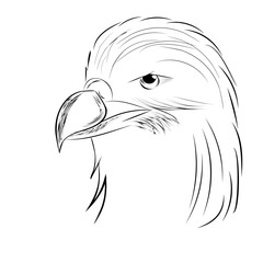 Eagle drawn by hand. Contour of a bird.
