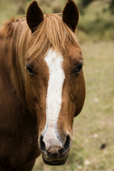 Australian horse in the paddock