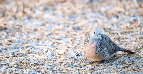zebra dove  perching on the ground