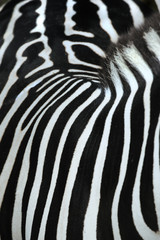 zebra,
