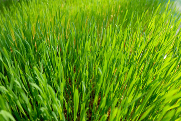 green wheat glass