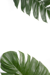 large tropical green leaf isolated on white background
