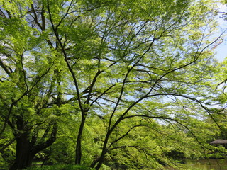 新緑の木漏れ日