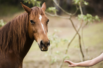 Obraz premium Australian horse in the paddock