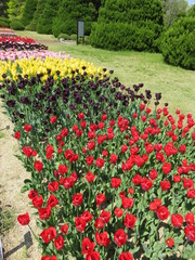 チューリップの花壇