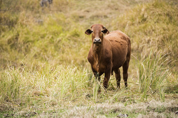 Australian cow on the farm during the day.