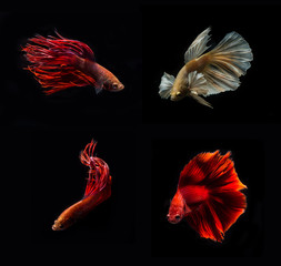 Siamese Fighting Fish collection