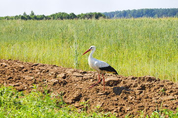 Stork on Plowed Field
