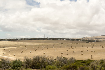 Random Field of Hay Bales, Cape Jervis, Fleurieu Peninsula, South Australia