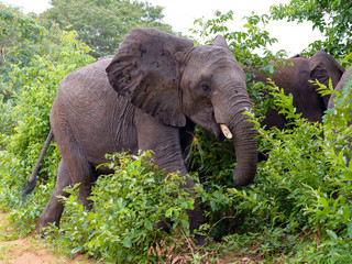 Wild elephant in the bush