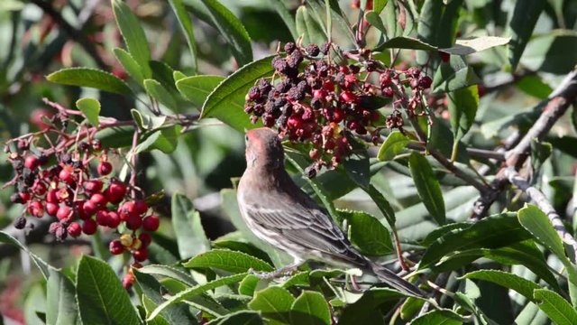 HD Video of a male house finch in bushes eating red berries. They forage on the ground or in vegetation and primarily eat grains, seeds and berries, being voracious consumers of weed seeds.